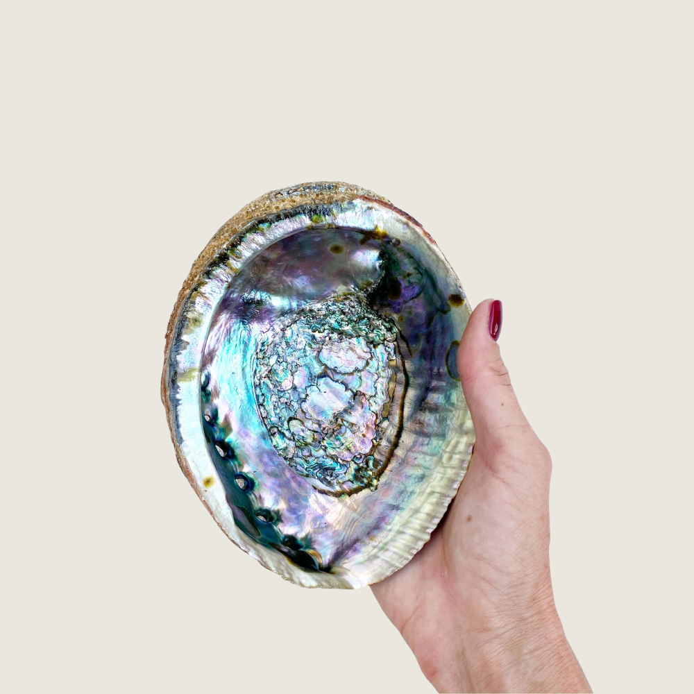 Mama Earth Abalone Shell - Blackbird General Store