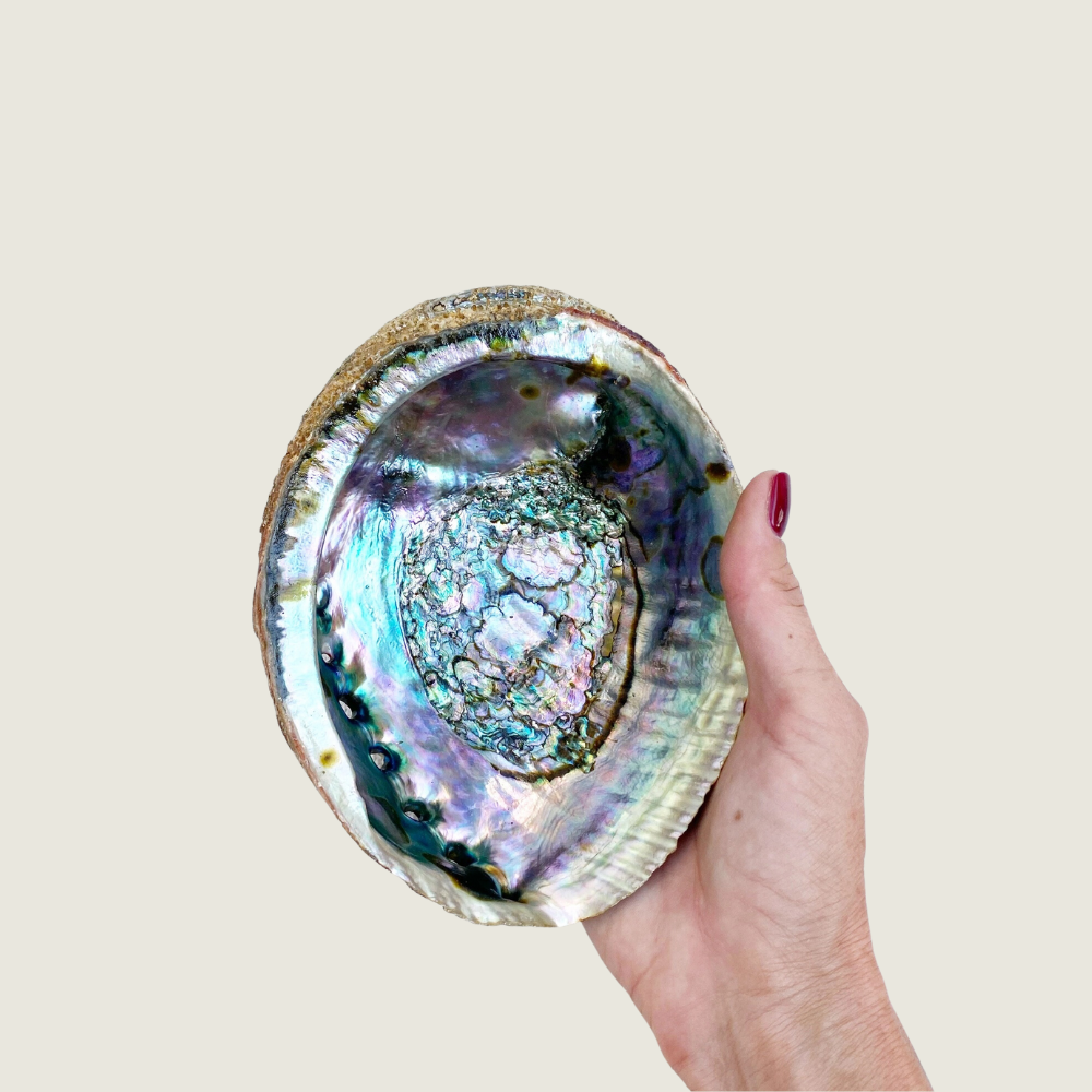 Mama Earth Abalone Shell